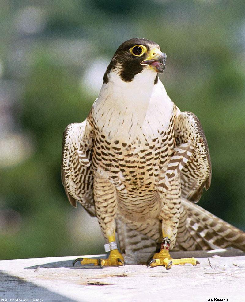 American peregrine falcon